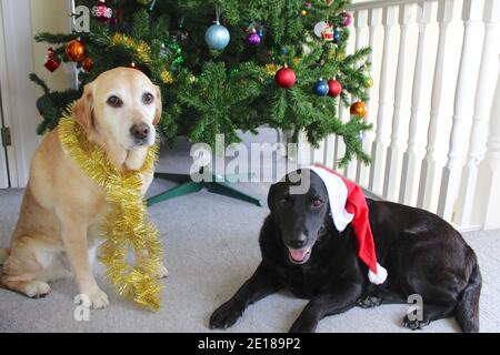 Labradors d'or et de noir assis devant le Noël Arbre Banque D'Images