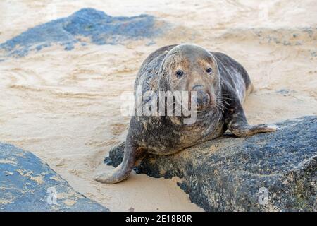 Phoque gris (Halichoerus grypus). Combat le taureau écarlate. Sur une plage de sable, ramenée, sur un rocher, une défense maritime érosion côtière importation de défense. WA Banque D'Images