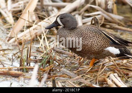 Sarcelle à ailes bleues mâle, discors à spatule, debout sur des roseaux matés dans un marais du centre de l'Alberta, au Canada. Banque D'Images