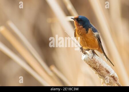 Une hirondelle de grange, Hirundo rustica, perchée sur une tête de semence de queue de chat séchée dans un marais du centre de l'Alberta, au Canada. Banque D'Images