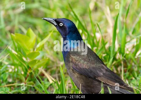 Gros plan de la tête bleue irisée d'un râle commun, Quiscalus quiscula, dans le parc provincial de lois Hole, Alberta, Canada Banque D'Images