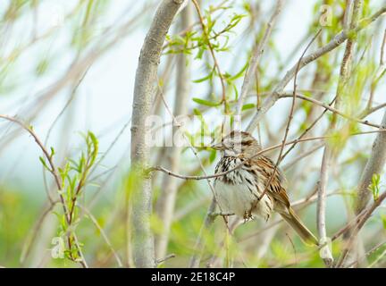 Un moineau de chant, Melospiza melodia, perché dans un brousse avec un feuillage nouvellement émergent dans le centre de l'Alberta, au Canada. Banque D'Images