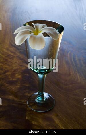 Plumeria fleurit sur une table en bois de mangue. Plumeria, ou ''frangipani'' est une fleur parfumée profondément liée à Hawaï et à sa culture. Banque D'Images