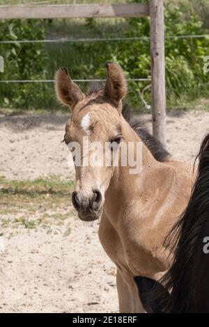 Le jeune nouveau-né jaune foal se tient avec sa mère brune. Donne sur la mène de la jument Banque D'Images