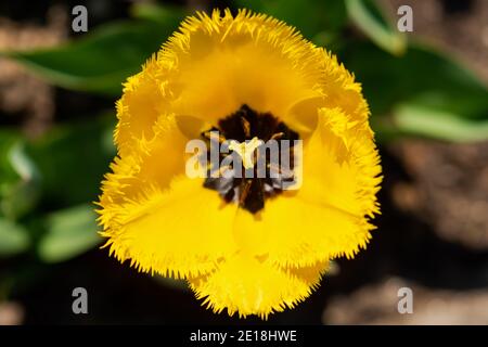 Vue rapprochée de tulipe jaune depuis le dessus. Macrophotographie des fleurs de printemps. Une belle fleur fleurit au printemps sur un lit de fleurs. Tulipe avec péta double Banque D'Images