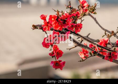 Coing japonais rouge ou coing de Maule fleurit au printemps, nom scientifique - Chaenomeles japonica. Banque D'Images