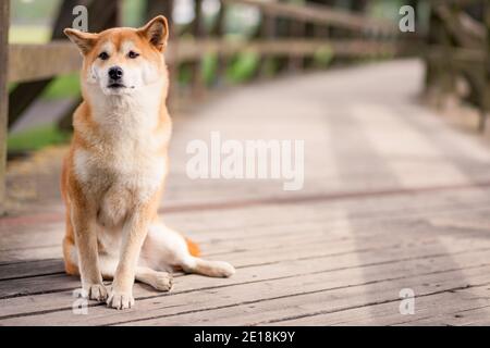 Gros plan Portrait d'adorable et heureux chien shiba inu assis sur le pont en bois. Banque D'Images