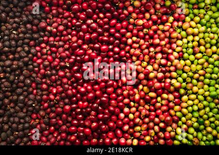 Grains de café cerise, café rouge sans maturité, café à sec Banque D'Images