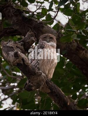 Une grande chouette brune (Ketupa zeylonensis), perchée sur une branche d'arbre, dans les forêts du parc national de Ranthambore, au Rajasthan, en Inde. Banque D'Images