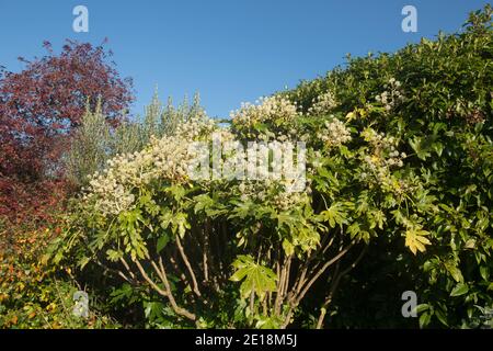 Fleurs blanches d'automne et feuilles d'une Aralia japonaise ou Usine d'huile de ricin (Fatsia japonica) Avec un fond ciel bleu vif qui grandit dans un jardin Banque D'Images