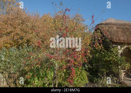 Rouge vif fruit d'automne sur un arbre de pomme de crabe (Malus x robusta 'Red Sentinel' ) croissant dans un jardin de campagne à Devon rural, Angleterre, Royaume-Uni Banque D'Images