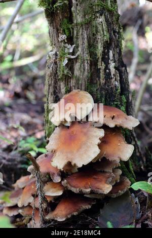 Champignon de châtaigne ou kuritake (Hypholoma sulateritium) au Japon Banque D'Images