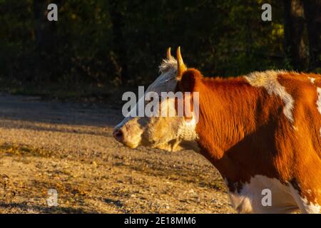 Vache rouge en profil sur un fond flou d'un paysage d'été. Une belle vache brune-blanche tombe seule dans un champ près de la forêt. Animal domestique Banque D'Images