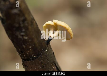 Polypore pied-noir (Polyporus leptocephalus) Banque D'Images