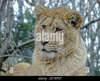 Bébé lion dans les effets numériques de l'huile, technique d'illustration Banque D'Images