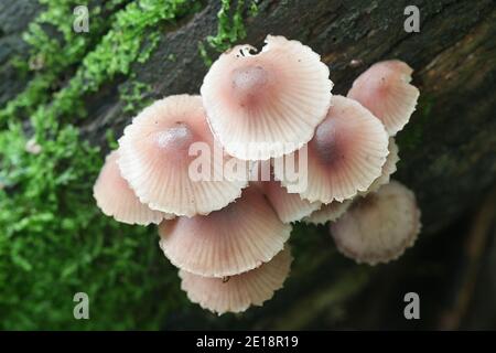 Mycena haematopus, connu sous le nom de casque de fée saignant ou de capot burgundydrop, champignon sauvage de Finlande Banque D'Images