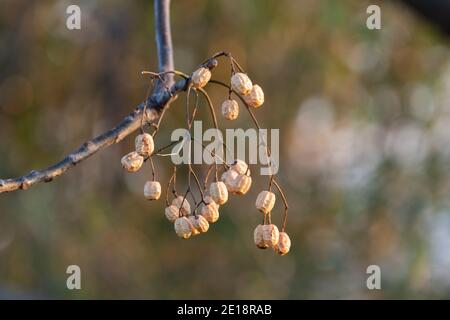 Fruits de Chinaberry (Melia azedarach), ville d'Isehara, préfecture de Kanagawa, Japon Banque D'Images