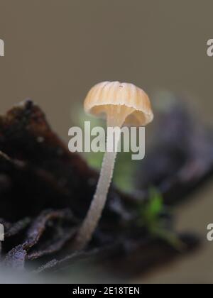 Mycena clavata, aussi appelé Phloeomana clavata, connu sous le nom de capot d'écorce, champignon sauvage de Finlande Banque D'Images