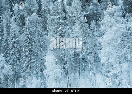 Des arbres de neige sur une colline. Forêt de fées avec gel sur les branches de pins. Hiver forêt sombre et brumeuse sur la colline Banque D'Images