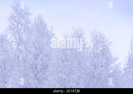 Neige en brume rose pâle. Forêt d'hiver en début de matinée avec gel sur les branches. Banque D'Images