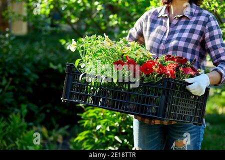 Boîte de soute fleuriste pleine de fleurs pétunia. Le jardinier transporte des fleurs dans une caisse en magasin. Femme shopping pour des fleurs dans le centre de jardin portant le panier. Banque D'Images