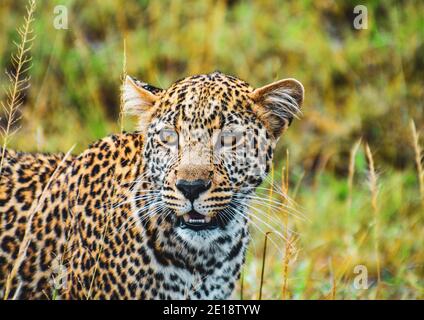 Portrait d'un léopard à Maasai Mara au Kenya. Banque D'Images