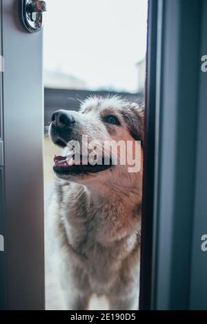 Alaskan Malamute à la porte par une porte ouverte Banque D'Images