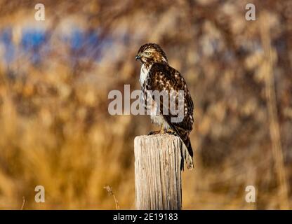 Dans cette photo, un jeune buse à queue rouge (Buteo jamaicensis) repose sur un poste de clôture à la zone de gestion de la sauvagine de Farmington Bay, Farmington, UT, États-Unis. Banque D'Images