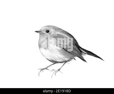 Un petit oiseau sur fond blanc, un petit oiseau mignon, un dessin réaliste à main levée en noir et blanc d'un oiseau unique Banque D'Images