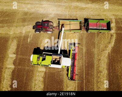 Vue aérienne de la moissonneuse-batteuse professionnelle, surcharge du grain de blé récolté dans la trémie de la remorque du tracteur sur le terrain. Banque D'Images