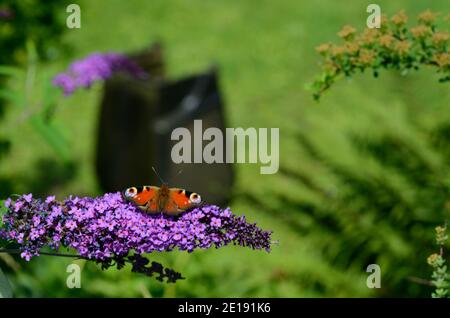 amiral papillon assis sur un lilas en été Banque D'Images