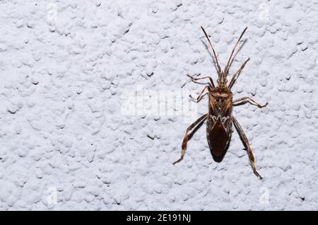 gros insecte lumineux grimpant sur un mur blanc Banque D'Images