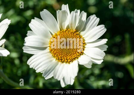 Rhodanthemum hosmariense plante à fleurs printanière d'été avec une fleur blanche de printemps communément connue sous le nom de Marguerite marocaine, image de stock photo Banque D'Images