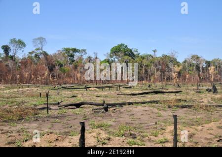 Les effets de la déforestation sur la forêt amazonienne au Brésil Banque D'Images