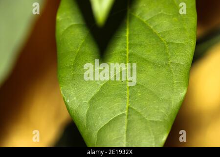 Feuille de Mango gros plan et nuance contrastée de la feuille, des plantes de maison et du jardinage Banque D'Images