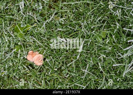 Deux petits champignons poussant dans l'herbe couverte de givre Banque D'Images