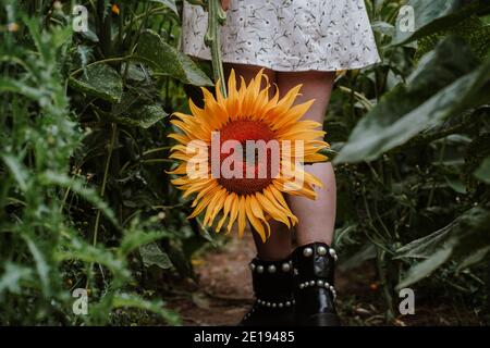 Femme enceinte Brunette à Sunflower Field, Royaume-Uni Banque D'Images