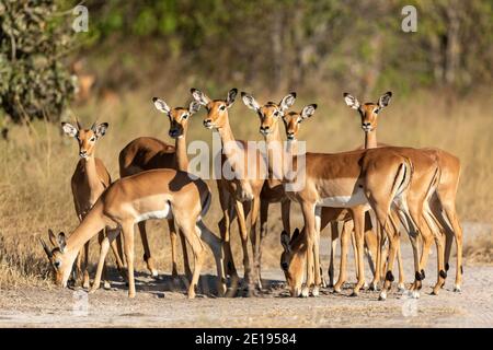 Troupeau d'impala debout ensemble en état d'alerte dans la réserve de Khwai Dans le delta de l'Okavango au Botswana Banque D'Images