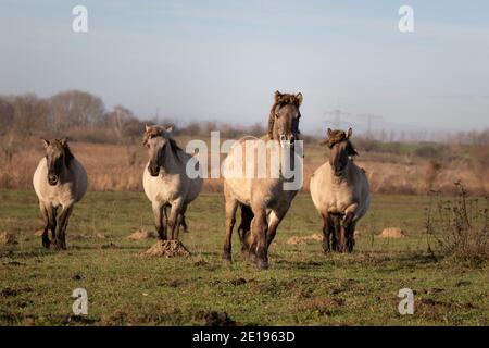 18 décembre 2020, Brandebourg, Mühlenbeck : en périphérie de Berlin, vous pourrez observer les chevaux Konik dans la réserve naturelle de Schönerlinder Teiche. Les animaux vivent librement dans la zone de 95 hectares. Photo: Ingolf König-Jablonski/dpa-Zentralbild/ZB Banque D'Images