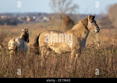 18 décembre 2020, Brandebourg, Mühlenbeck : en périphérie de Berlin, vous pourrez observer les chevaux Konik dans la réserve naturelle de Schönerlinder Teiche. Les animaux vivent librement dans la zone de 95 hectares. Photo: Ingolf König-Jablonski/dpa-Zentralbild/ZB Banque D'Images