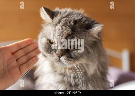 Un chat mécontent qui s'est comporté mal, et sa maîtresse le grimpa. Une expression en colère sur le visage du chat. Portrait en gros plan d'un écossais gris moelleux Banque D'Images