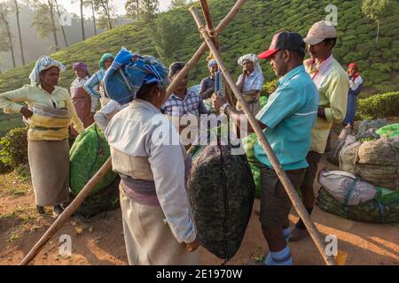 Munnar, Inde - 28 janvier 2020 : les femmes indiennes ramasseurs de thé mettent en poids leurs sacs avec des feuilles de thé à la fin de la journée de travail au Munnar Tea plantati Banque D'Images