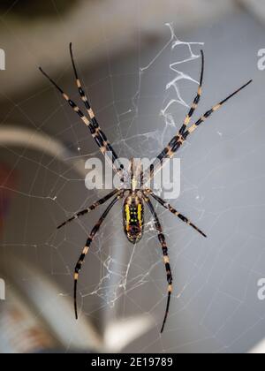 Une araignée Jorō (Nephila clavata), membre de la famille de sites web d'orbe dorée, vue à Yakushima, Japon. Banque D'Images