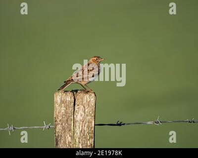 Un skylark (Alauda arvensis) vu près de Firle Beacon dans le parc national de South Downs, Sussex, Angleterre. Banque D'Images