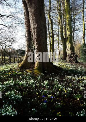 Chutes de neige et aconites massées interrompues par l'Iris reticulata occasionnel Au Little Ponton Hall Banque D'Images