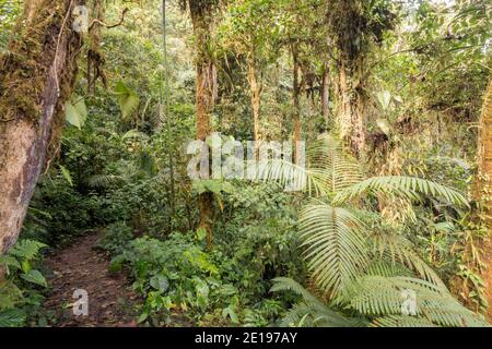 Sentier traversant la forêt tropicale montagnarde, les arbres illuminés par le soleil du matin. Sur les pentes occidentales des Andes près de Mindo, en Equateur Banque D'Images