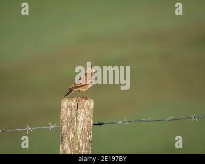 Un skylark (Alauda arvensis) vu près de Firle Beacon dans le parc national de South Downs, Sussex, Angleterre. Banque D'Images