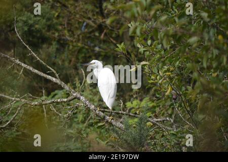 Little Egret roosting dans les buissons, Port Carlisle, Cumbria Banque D'Images