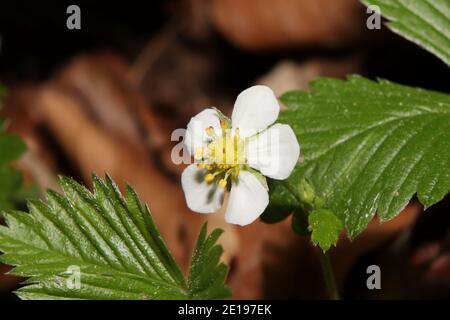 gros plan sur les fraises sauvages en fleurs Banque D'Images