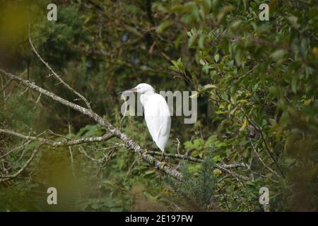 Little Egret roosting dans les buissons, Port Carlisle, Cumbria Banque D'Images